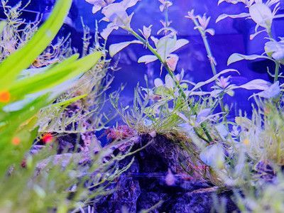 有腳的龍魚（龍魚是一種珍貴的觀賞魚，具有悠久的歷史和文化背景）