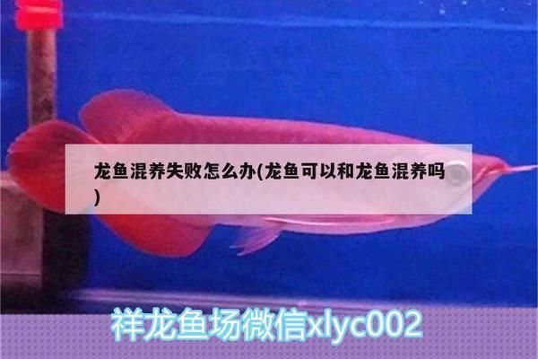 龍魚混養失敗怎么辦：混養龍魚失敗的原因包括環境不適應、水質問題、食物不適宜以及人為因素