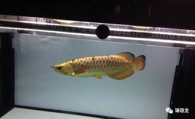 紅龍魚的介紹詞語