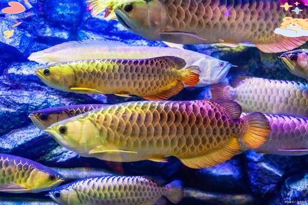 龍魚鱗片充血期間需要喂食嗎？