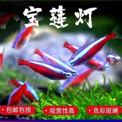 龍魚和飼料魚一起養的可行性分析（探討龍魚和飼料魚是否可以一起養殖，我們需要綜合考慮多個因素）