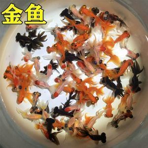 龍魚和飼料魚一起養的可行性分析（探討龍魚和飼料魚是否可以一起養殖，我們需要綜合考慮多個因素）