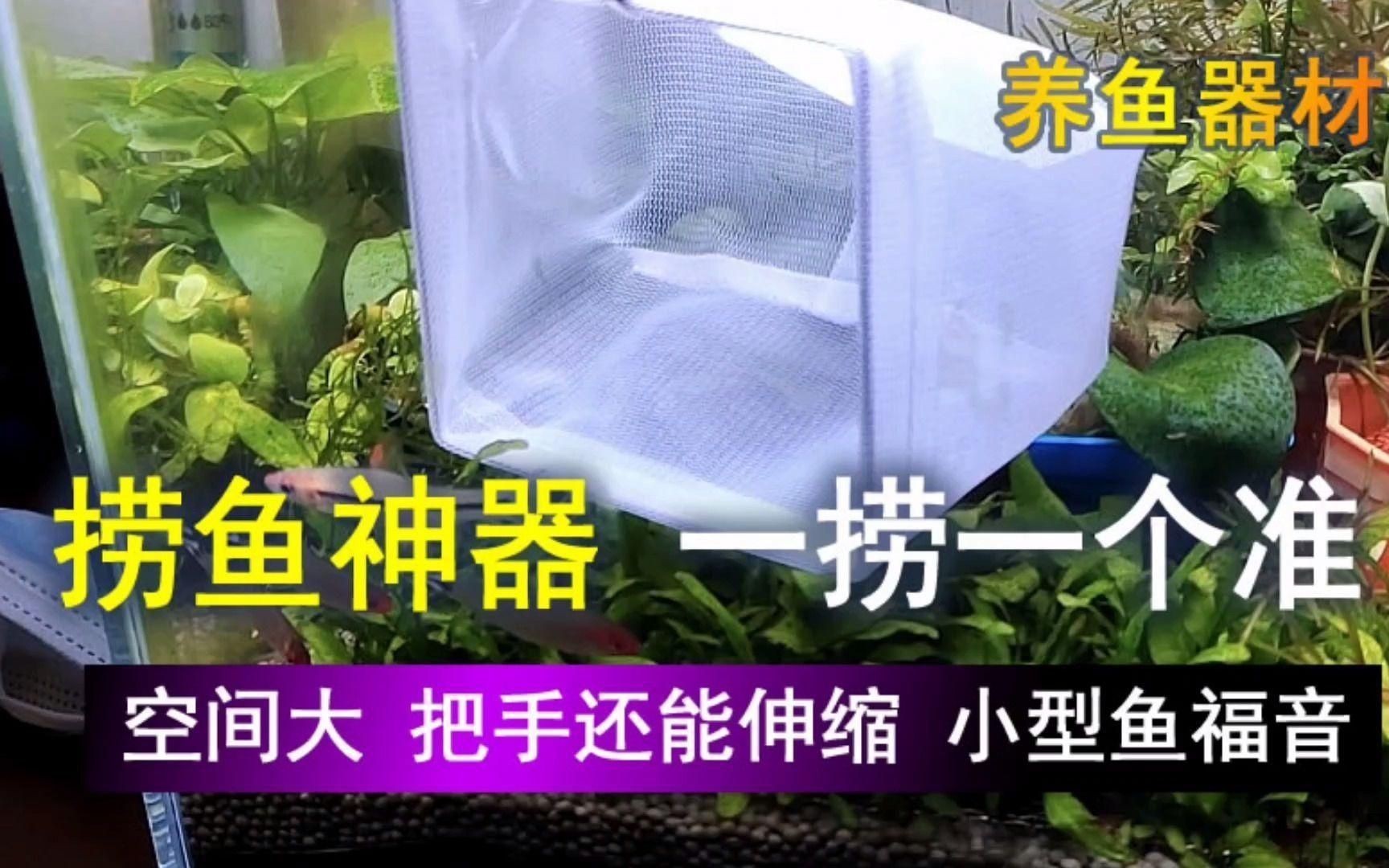 撈魚的網子帶桿的 撈魚的網子帶桿的 龍魚百科 第2張