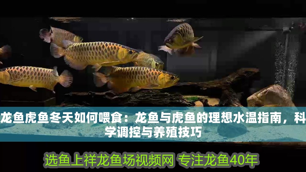 龍魚虎魚冬天如何喂食：龍魚與虎魚的理想水溫指南，科學調控與養殖技巧