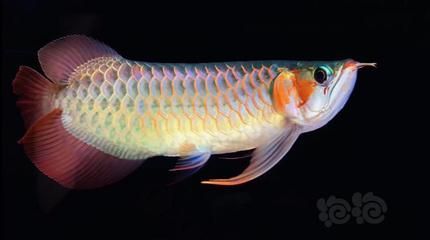 龍魚大湖魚是什么意思（大湖魚養(yǎng)殖技術(shù)揭秘大湖魚與普通龍魚區(qū)別大湖魚與普通龍魚區(qū)別）
