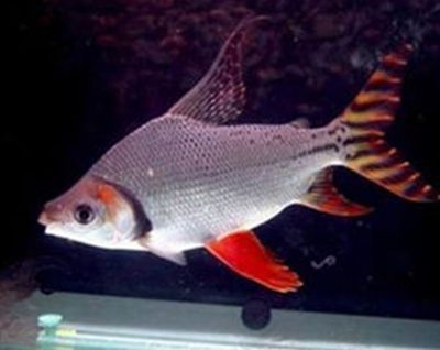 龍魚大湖魚是什么意思（大湖魚養(yǎng)殖技術(shù)揭秘大湖魚與普通龍魚區(qū)別大湖魚與普通龍魚區(qū)別）