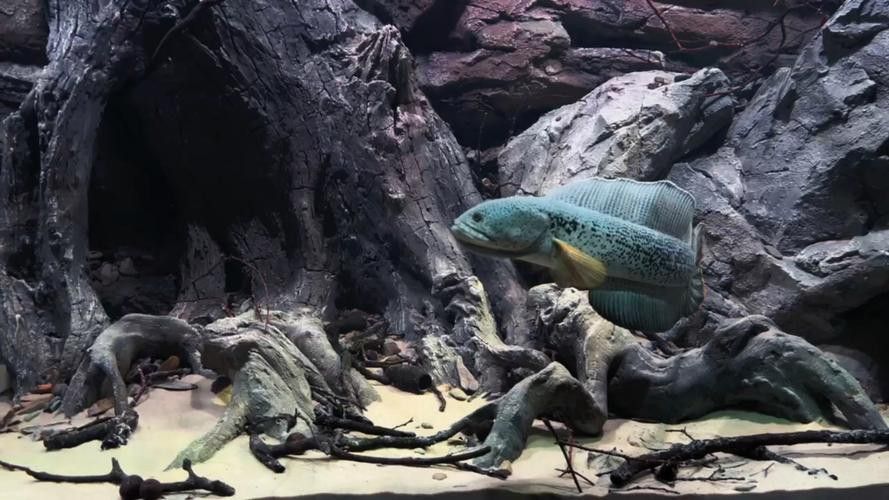 巴卡雷龍魚苗好養嗎