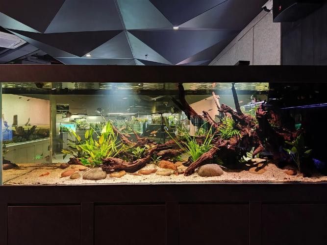 巴卡雷龍魚苗好養嗎