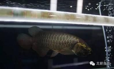龍魚在馬來西亞貴不貴（龍魚在馬來西亞貴不貴龍魚在馬來西亞的價格因品種和品相而異）