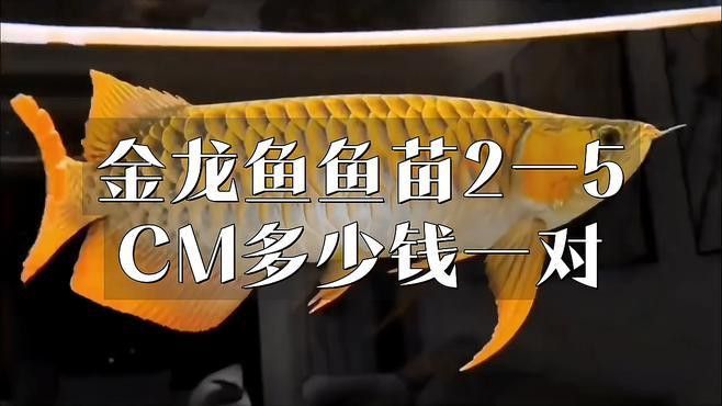 金龍魚幼崽的價格范圍是多少？