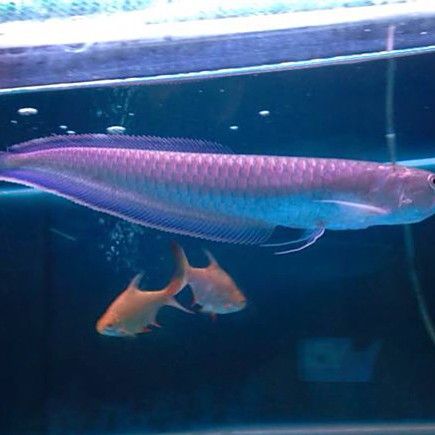 黑色龍魚是什么品種