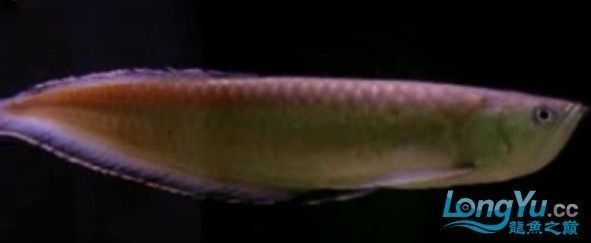 黑色龍魚是什么品種
