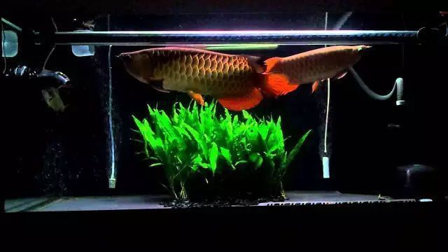 為什么養(yǎng)龍魚(yú)養(yǎng)單數(shù) 為什么養(yǎng)龍魚(yú)養(yǎng)單數(shù) 龍魚(yú)百科 第5張