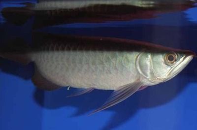 龍魚腸炎表現圖片：龍魚腸炎早期癥狀