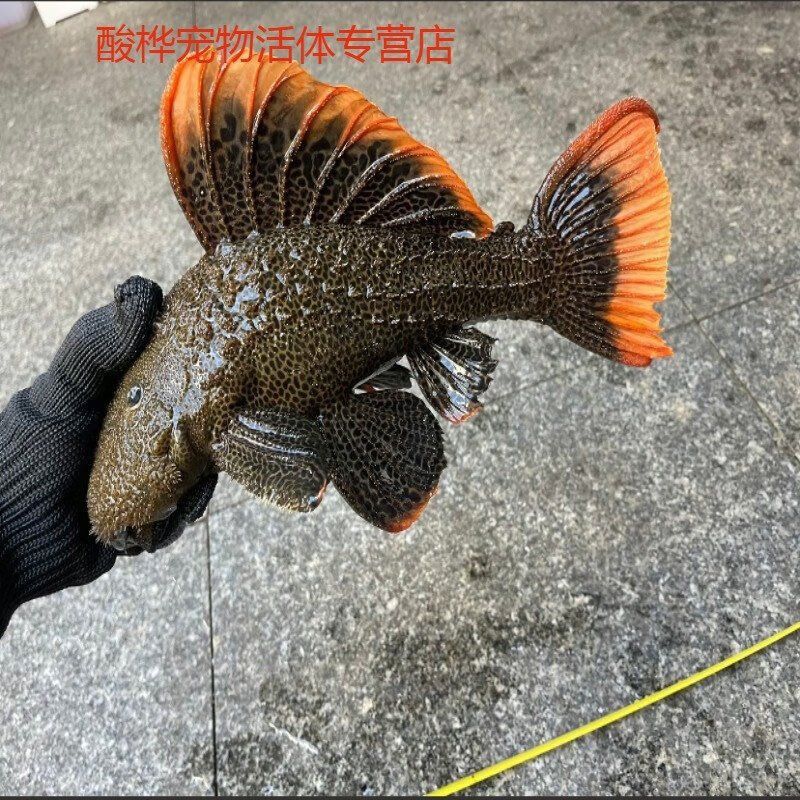 孟吉爾龍魚那里有賣的