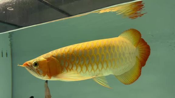 孟吉爾龍魚那里有賣的