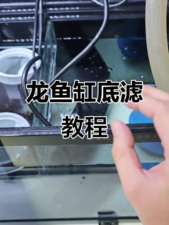 福龍魚需要多大的魚缸 福龍魚需要多大的魚缸 龍魚百科 第5張