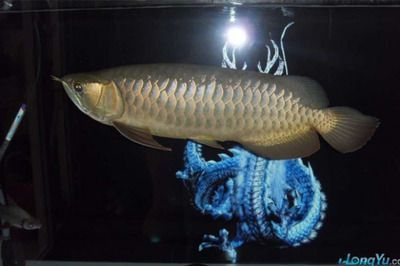 龍魚新環境需要適應幾天：龍魚在新環境中適應新環境時間大約為一周左右