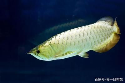 龍魚新環境需要適應幾天：龍魚在新環境中適應新環境時間大約為一周左右