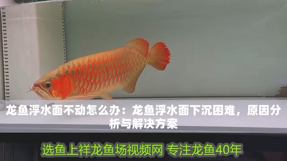 龍魚浮水面不動怎么辦：龍魚浮水面下沉困難，原因分析與解決方案 龍魚浮水面不動怎么辦：龍魚浮水面下沉困難，原因分析與解決方案 龍魚百科 第1張