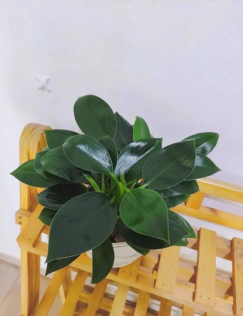 金鉆品種及圖片