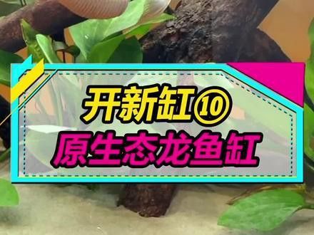 古典藍底過背金龍魚怎樣養好看