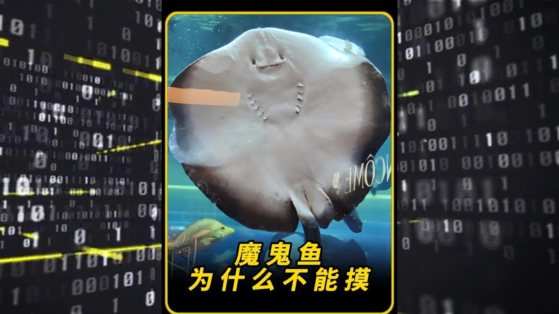 魔鬼魚怎么處理才沒毒
