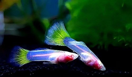 龍魚燒尾能自愈嗎？