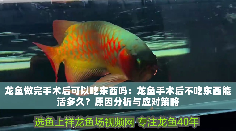 龍魚(yú)做完手術(shù)后可以吃東西嗎：龍魚(yú)手術(shù)后不吃東西能活多久？原因分析與應(yīng)對(duì)策略