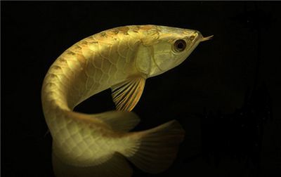 龍魚喂什么食物長得快：如何判斷龍魚營養均衡,龍魚生長速度影響因素