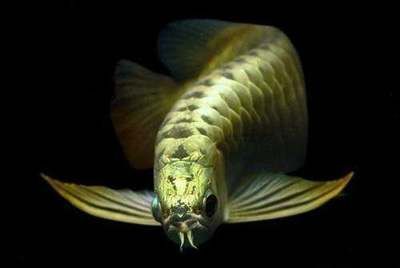 龍魚喂什么食物長得快：如何判斷龍魚營養均衡,龍魚生長速度影響因素