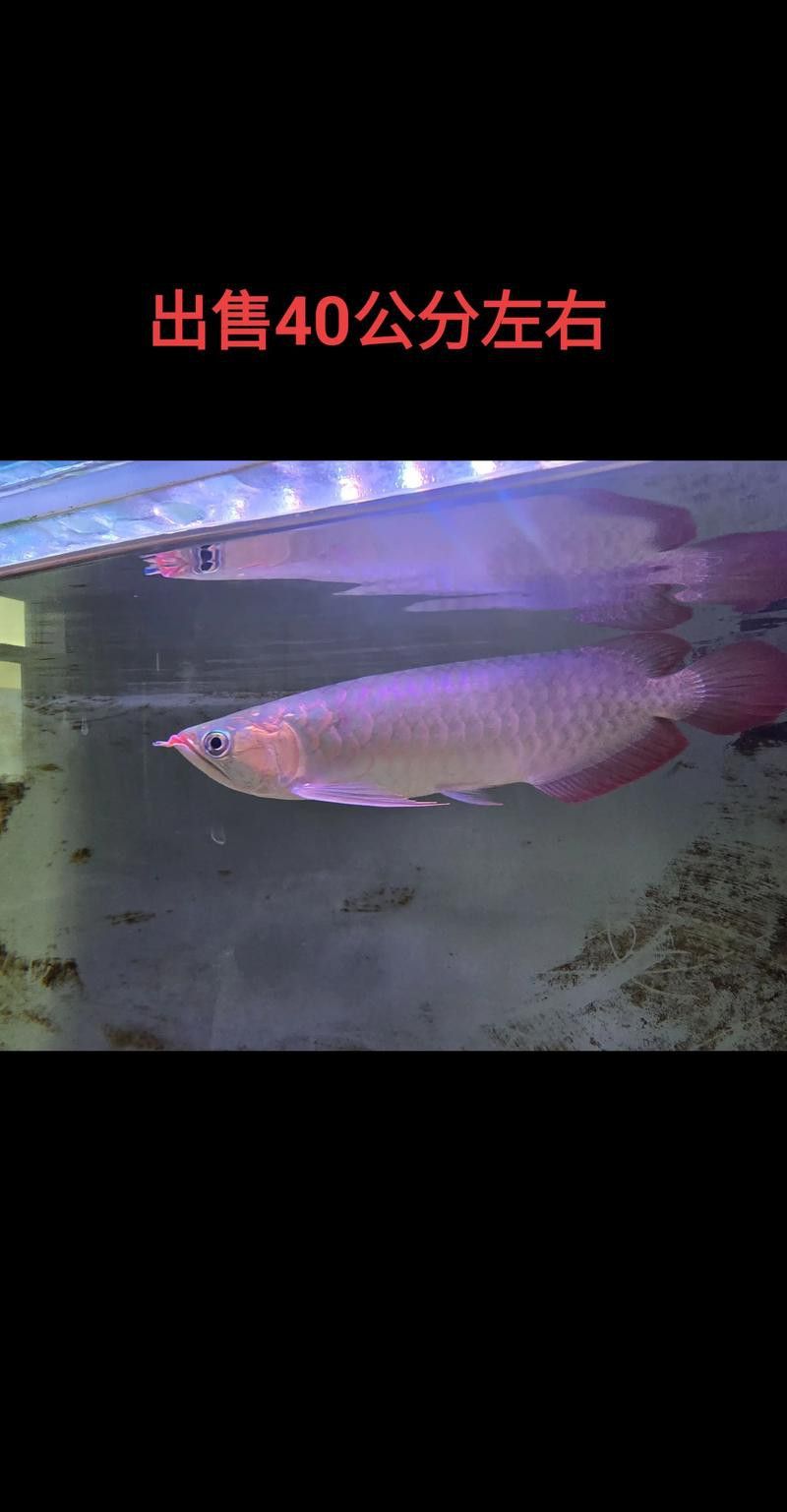紅龍魚的品種及價格圖片大全