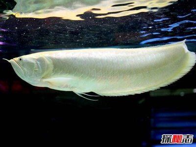白化龍魚(yú)價(jià)格（最新白龍魚(yú)價(jià)格、批發(fā)報(bào)價(jià)、價(jià)格大全）