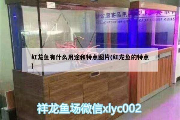 好紅龍魚的表現是什么：好紅龍魚的具體表現
