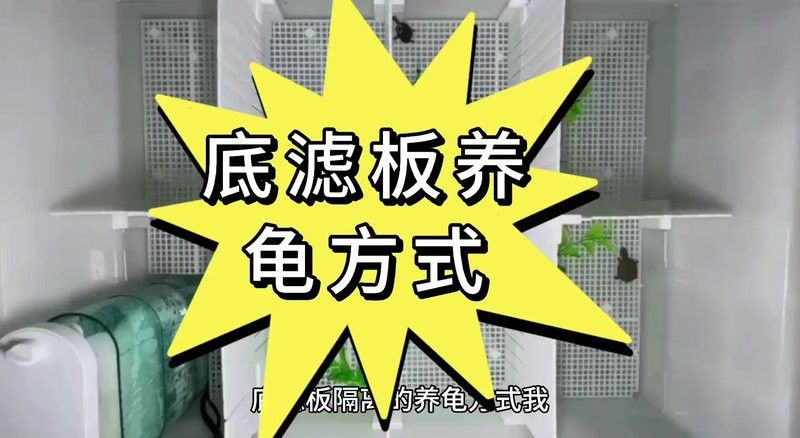 如何設(shè)置龍魚和烏龜?shù)母綦x設(shè)施？