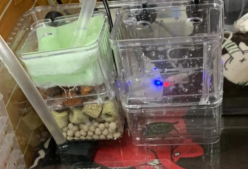 如何設(shè)置龍魚和烏龜?shù)母綦x設(shè)施？
