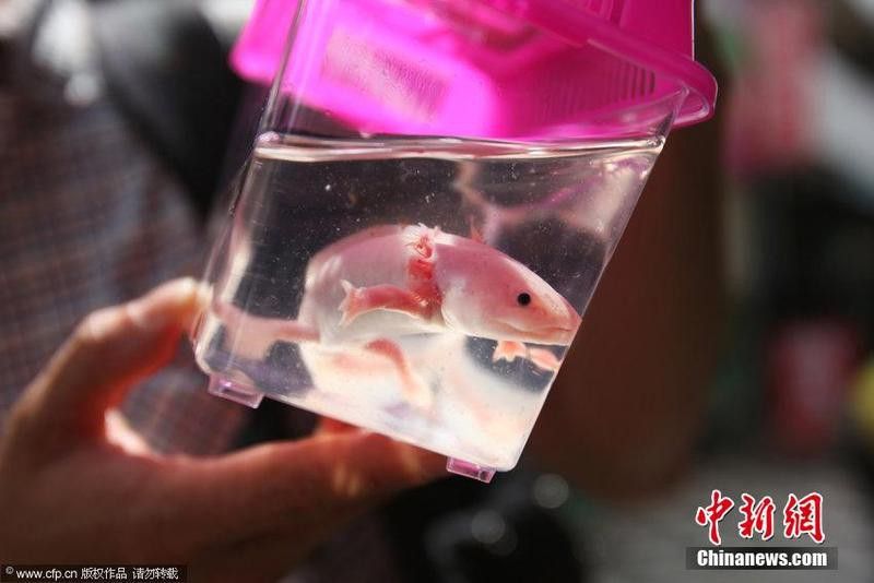 六角恐龍魚價格表圖片