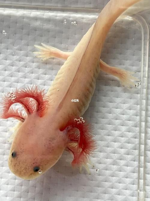 六角恐龍魚價格表圖片