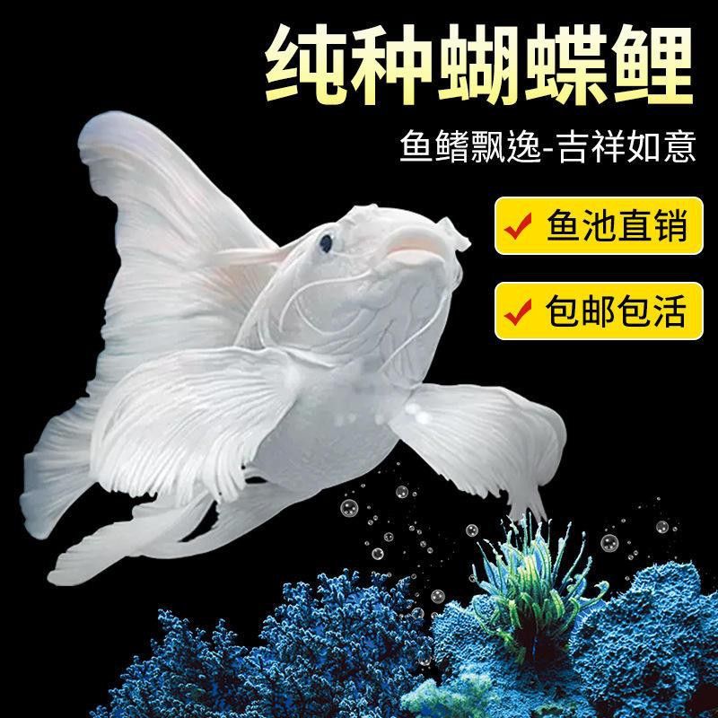六角恐龍魚價格表圖片