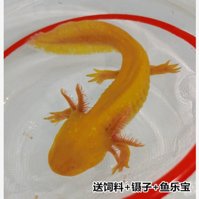 六角恐龍魚價格表圖片