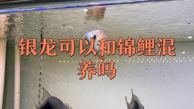 銀龍魚和什么魚能混養呢