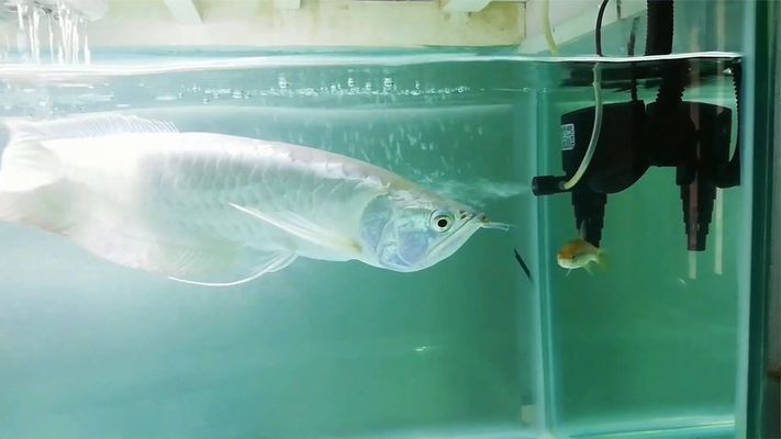 如何辨別銀龍魚飼料質量：如何辨別銀龍魚飼料的質量