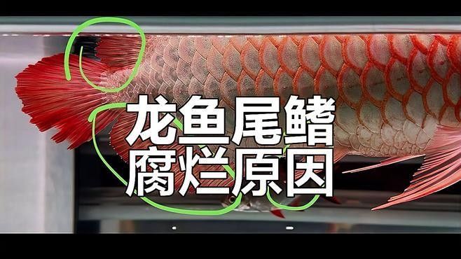 銀龍魚爛鰭怎么回事啊視頻解說