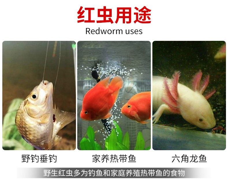 赤血紅龍魚超血紅龍區別：赤血紅龍魚和血紅龍魚的區別是什么赤血紅龍魚和血紅龍魚的區別