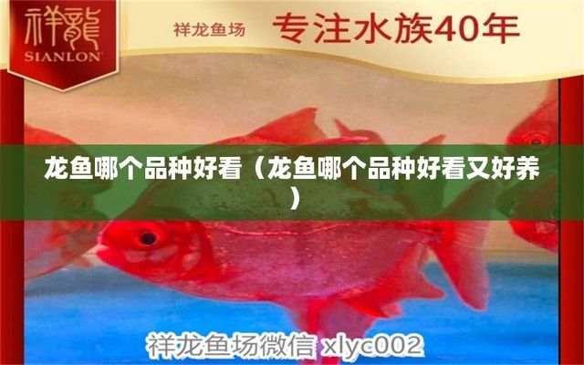 龍魚什么品種好養又便宜：好養又便宜的龍魚品種 龍魚什么品種好養又便宜：好養又便宜的龍魚品種 龍魚百科 第1張
