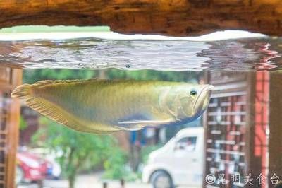 金龍魚變紅色了還能吃嗎：金龍魚全身發紅是怎么回事？ 金龍魚變紅色了還能吃嗎：金龍魚全身發紅是怎么回事？ 龍魚百科 第7張