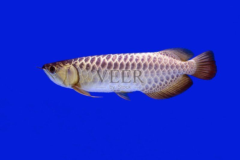 龍魚壁紙的尺寸有哪些 龍魚壁紙的尺寸有哪些 龍魚百科 第3張