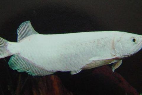 龍魚豎著游為什么：龍魚豎著游可能是由于多種因素引起的，龍魚豎著游的原因及解決方法