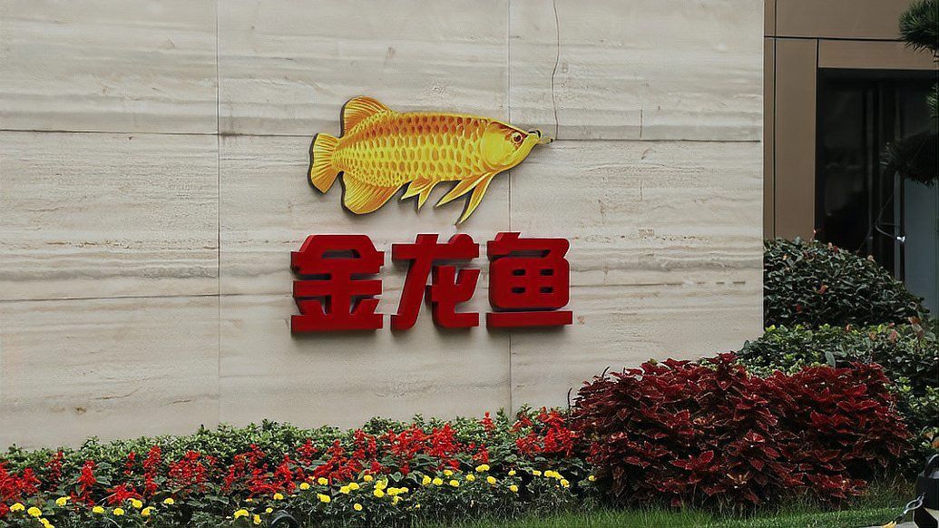 金龍魚年營業額 金龍魚年營業額 龍魚百科 第3張