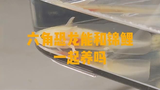 恐龍魚適合和什么魚一起養